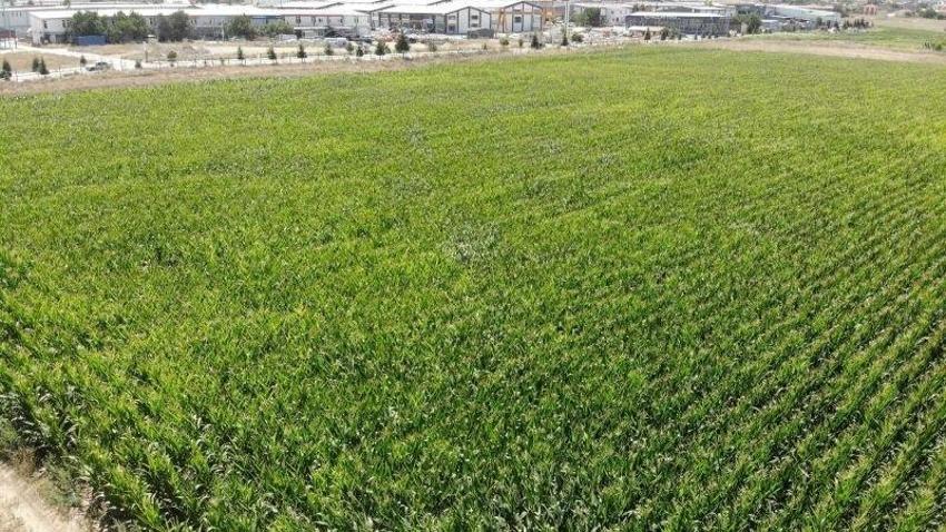 40 yıl önce tohumunu Eskişehir'e getirdi: 50 dönümde üretiyor! Kilosu değil tanesi 20 TL