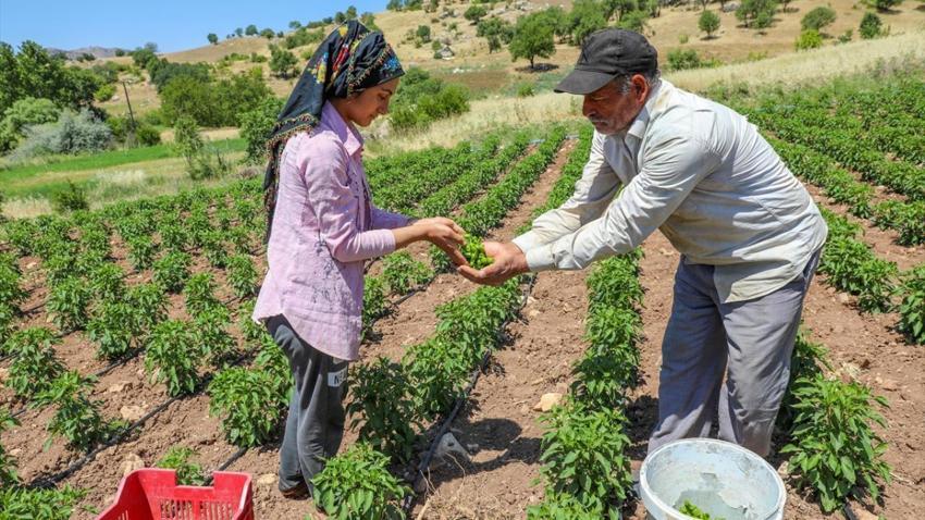 Diyarbakır'da hasat bereketli başladı! Çermik'in tescilli ürünü Avrupa yolcusu