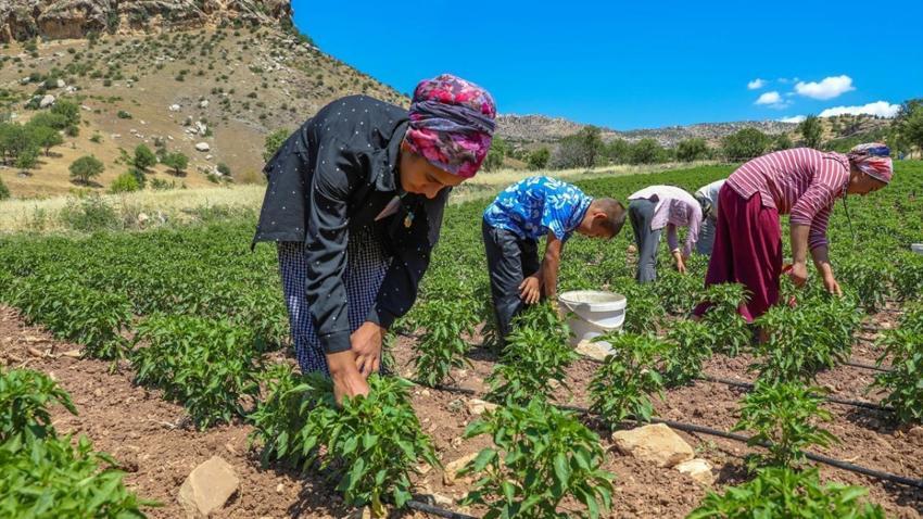 Diyarbakır'da hasat bereketli başladı! Çermik'in tescilli ürünü Avrupa yolcusu