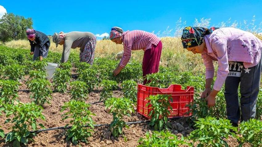 Diyarbakır'da hasat bereketli başladı! Çermik'in tescilli ürünü Avrupa yolcusu