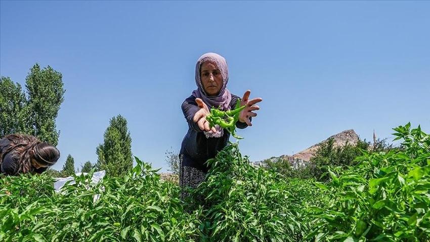 Diyarbakır'da hasat bereketli başladı! Çermik'in tescilli ürünü Avrupa yolcusu