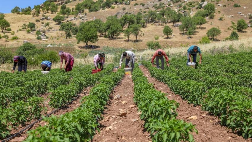 Diyarbakır'da hasat bereketli başladı! Çermik'in tescilli ürünü Avrupa yolcusu