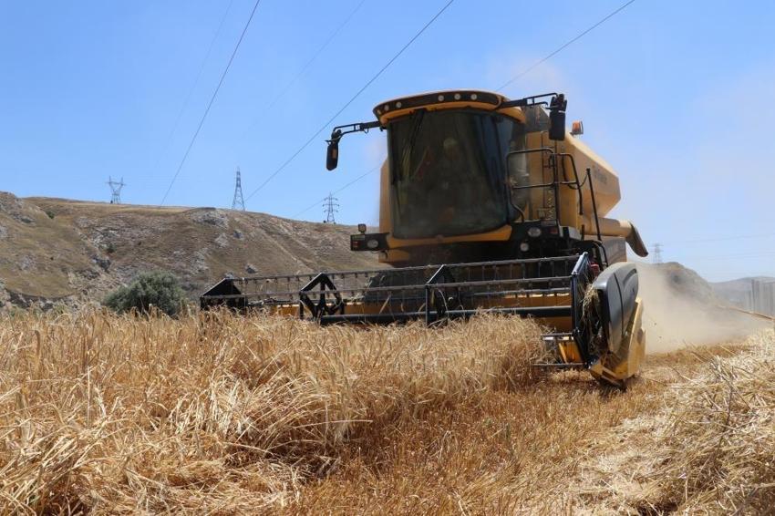 Rekor hasat Sivas'ta başladı! Türkiye'nin ihtiyacının yüzde 45'ini karşılıyor