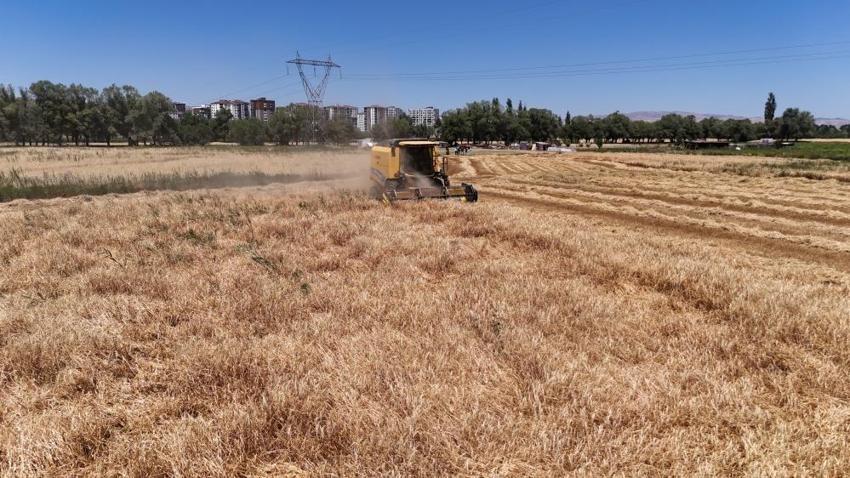 Rekor hasat Sivas'ta başladı! Türkiye'nin ihtiyacının yüzde 45'ini karşılıyor