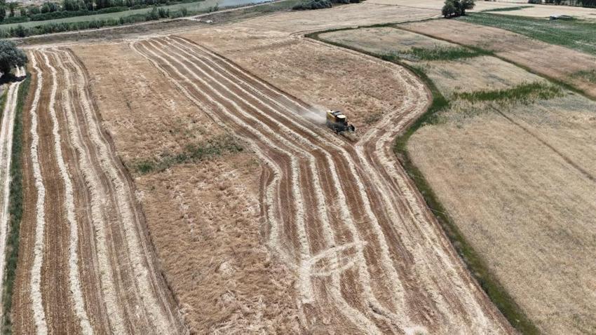Rekor hasat Sivas'ta başladı! Türkiye'nin ihtiyacının yüzde 45'ini karşılıyor