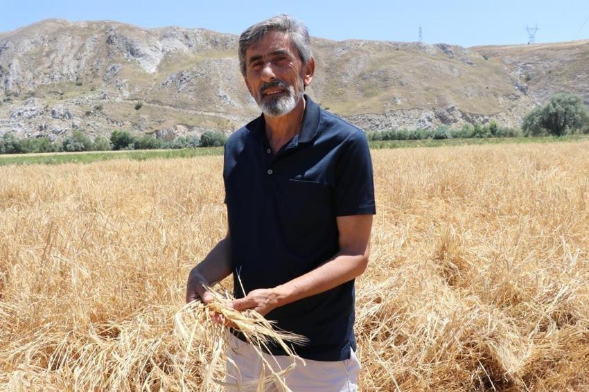 Rekor hasat Sivas'ta başladı! Türkiye'nin ihtiyacının yüzde 45'ini karşılıyor