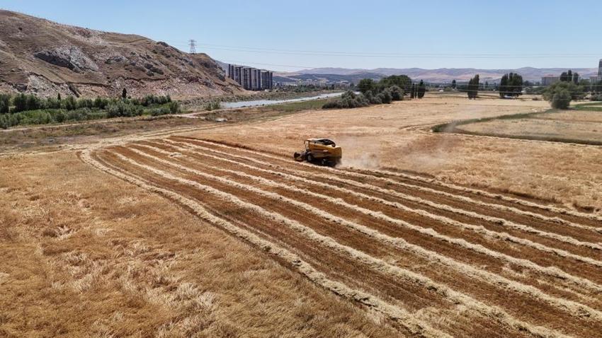 Rekor hasat Sivas'ta başladı! Türkiye'nin ihtiyacının yüzde 45'ini karşılıyor
