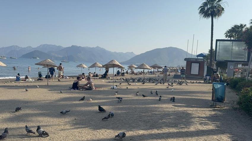 Marmaris halk plajının zarif müdavimleri: Vatandaşlar ilgiye boğdu