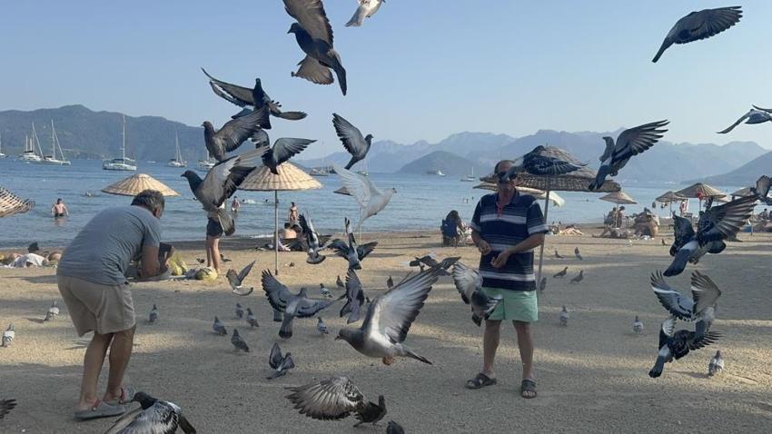 Marmaris halk plajının zarif müdavimleri: Vatandaşlar ilgiye boğdu