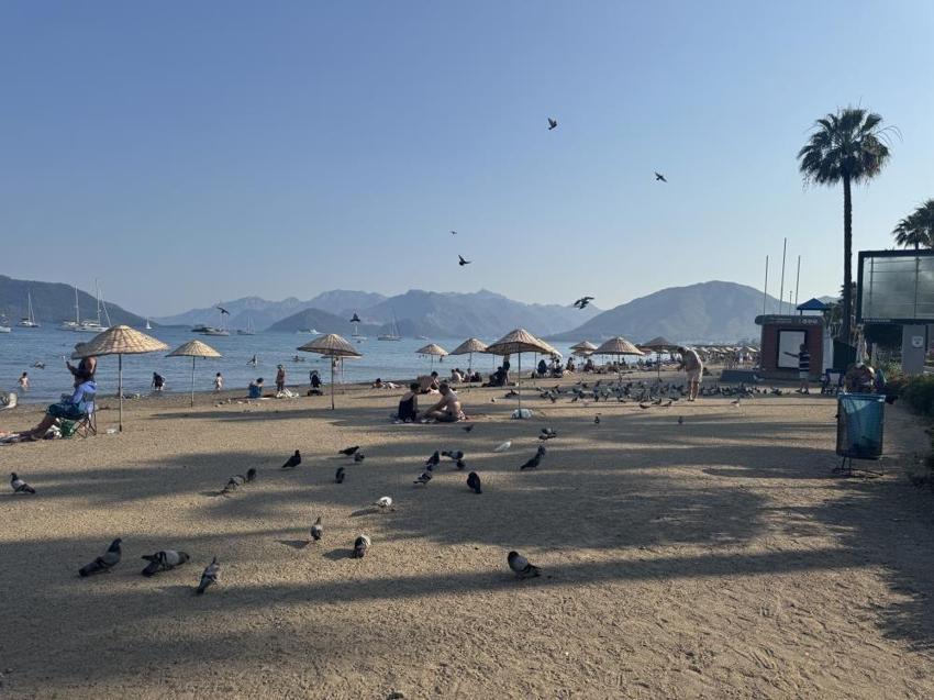 Marmaris halk plajının zarif müdavimleri: Vatandaşlar ilgiye boğdu