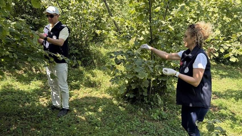 Samsun'da köylüler isyan edince bakanlık yeni karar aldı! 15 gün süresi var, sakın yapmayın