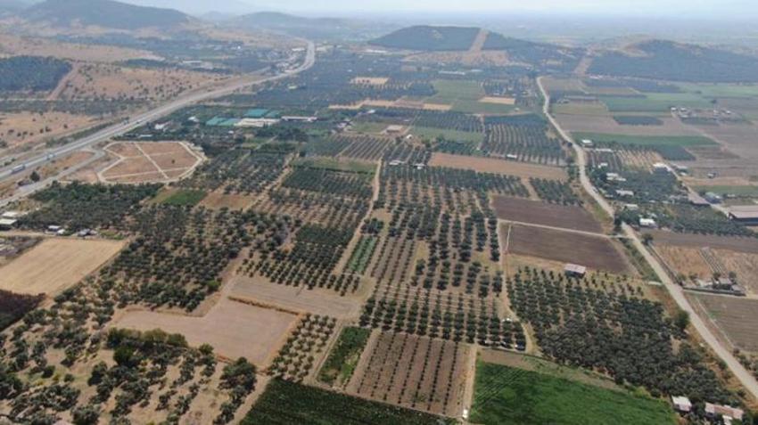 İzmir'in köyü, Şanlıurfa'yı sollayacak! Hasat başladı, kilosu 50 TL'den kapış kapış gidiyor, İtalyanlar sıraya girdi