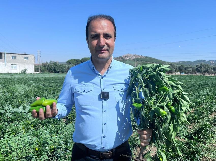 İzmir'in köyü, Şanlıurfa'yı sollayacak! Hasat başladı, kilosu 50 TL'den kapış kapış gidiyor, İtalyanlar sıraya girdi