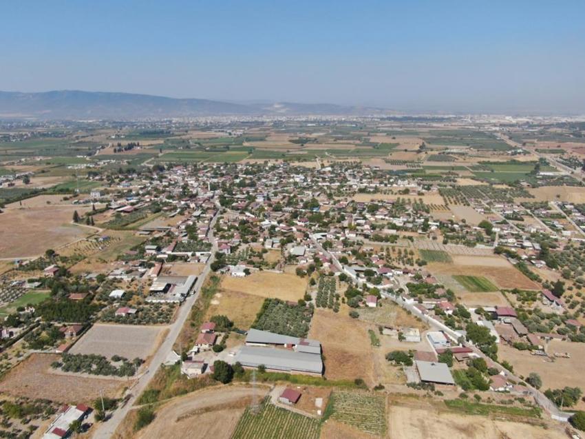 İzmir'in köyü, Şanlıurfa'yı sollayacak! Hasat başladı, kilosu 50 TL'den kapış kapış gidiyor, İtalyanlar sıraya girdi