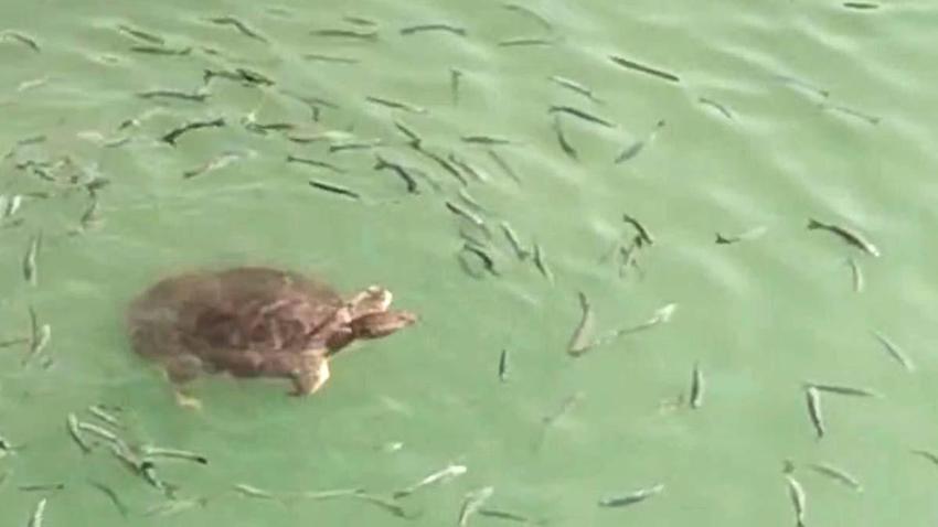 Antalya'da bu canlıya dikkat! Yüzerken saldırabilir