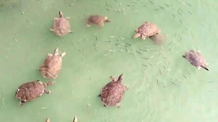 Antalya'da bu canlıya dikkat! Yüzerken saldırabilir