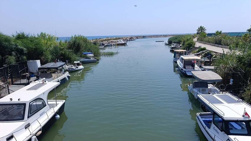 Antalya'da bu canlıya dikkat! Yüzerken saldırabilir