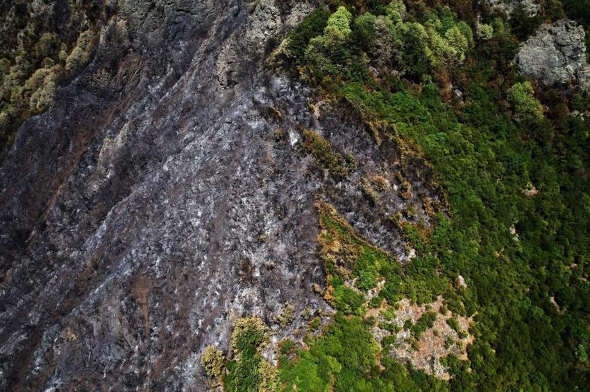 Sakarya'da yangın sonrası acı tablo: Yemyeşil ormanlardan geriye kapkara küller kaldı