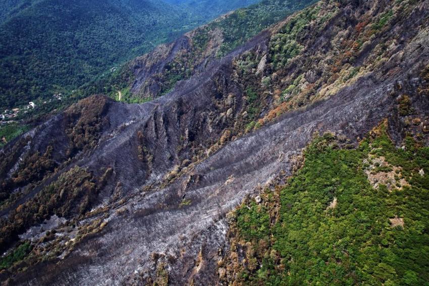 Sakarya'da yangın sonrası acı tablo: Yemyeşil ormanlardan geriye kapkara küller kaldı