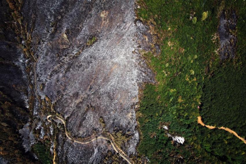 Sakarya'da yangın sonrası acı tablo: Yemyeşil ormanlardan geriye kapkara küller kaldı