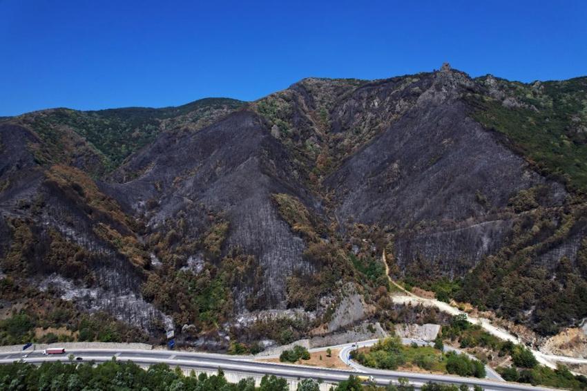 Sakarya'da yangın sonrası acı tablo: Yemyeşil ormanlardan geriye kapkara küller kaldı