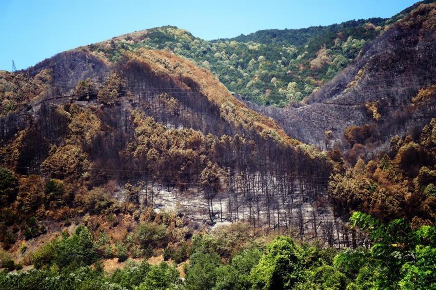 Sakarya'da yangın sonrası acı tablo: Yemyeşil ormanlardan geriye kapkara küller kaldı
