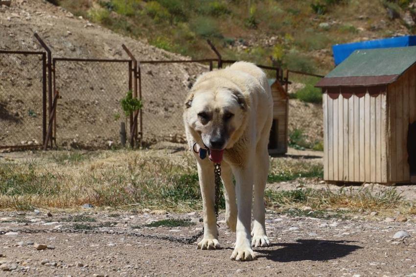Anadolu aslanı olarak biliniyor: İri cüsselerinin yanında merhametiyle de hayran bırakıyor!