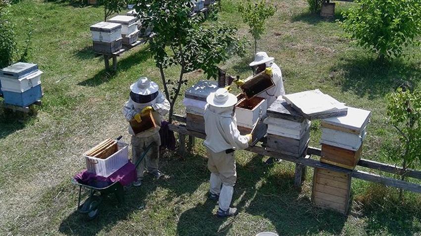 Türkiye'de başka örneği yok, 500 yıl önceki yöntemle yapıyorlar! Sinop'ta hasat bitti, kilosu 2 bin TL