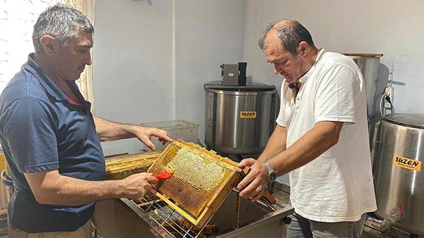 Türkiye'de başka örneği yok, 500 yıl önceki yöntemle yapıyorlar! Sinop'ta hasat bitti, kilosu 2 bin TL