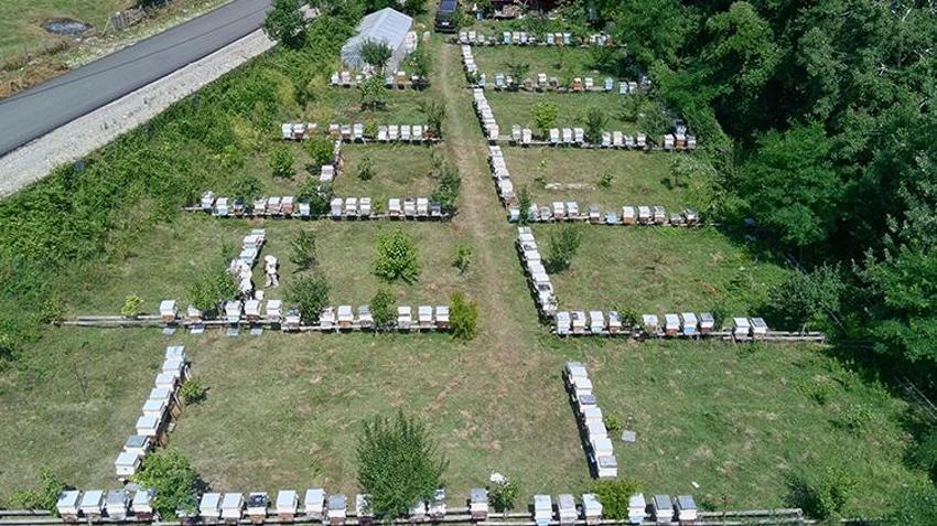 Türkiye'de başka örneği yok, 500 yıl önceki yöntemle yapıyorlar! Sinop'ta hasat bitti, kilosu 2 bin TL