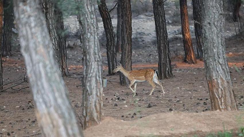 Nesli tükenme tehlikesi altındaydı! Dünyada tek kalan alageyiklere Antalya'dan sevindirici haber