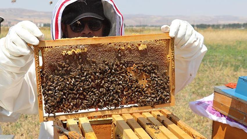 Sivas'ta 4 kardeş şeker hastası annesi için yaptı! 9'dan 500'e patladı: Her gün binlerce çıktığını görüyoruz