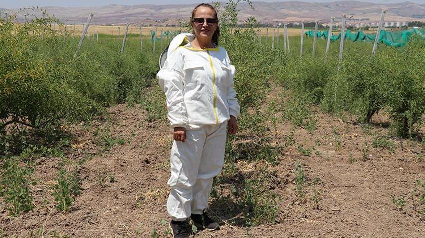 Sivas'ta 4 kardeş şeker hastası annesi için yaptı! 9'dan 500'e patladı: Her gün binlerce çıktığını görüyoruz