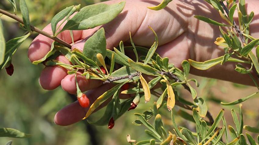 Sivas'ta 4 kardeş şeker hastası annesi için yaptı! 9'dan 500'e patladı: Her gün binlerce çıktığını görüyoruz