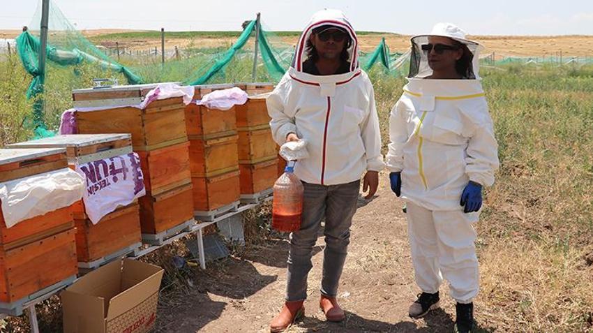 Sivas'ta 4 kardeş şeker hastası annesi için yaptı! 9'dan 500'e patladı: Her gün binlerce çıktığını görüyoruz