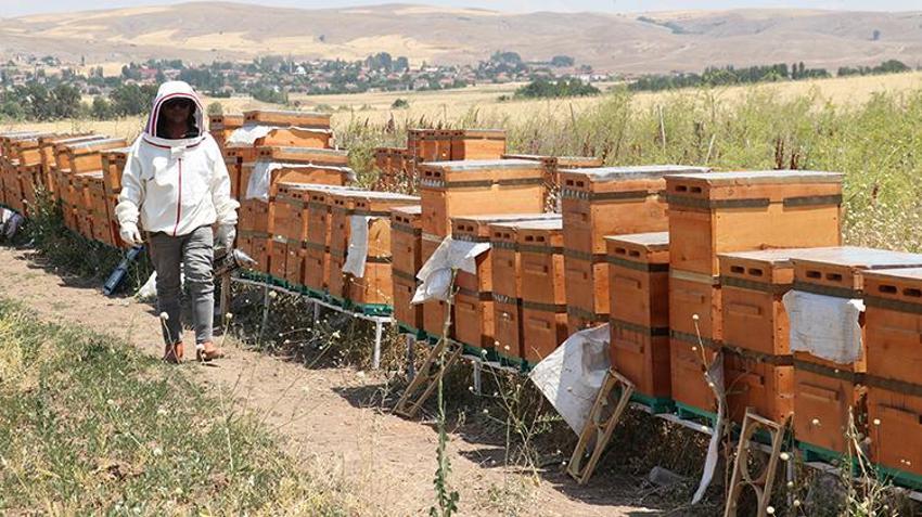 Sivas'ta 4 kardeş şeker hastası annesi için yaptı! 9'dan 500'e patladı: Her gün binlerce çıktığını görüyoruz