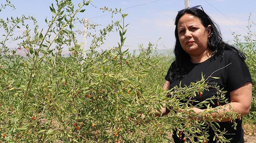 Sivas'ta 4 kardeş şeker hastası annesi için yaptı! 9'dan 500'e patladı: Her gün binlerce çıktığını görüyoruz