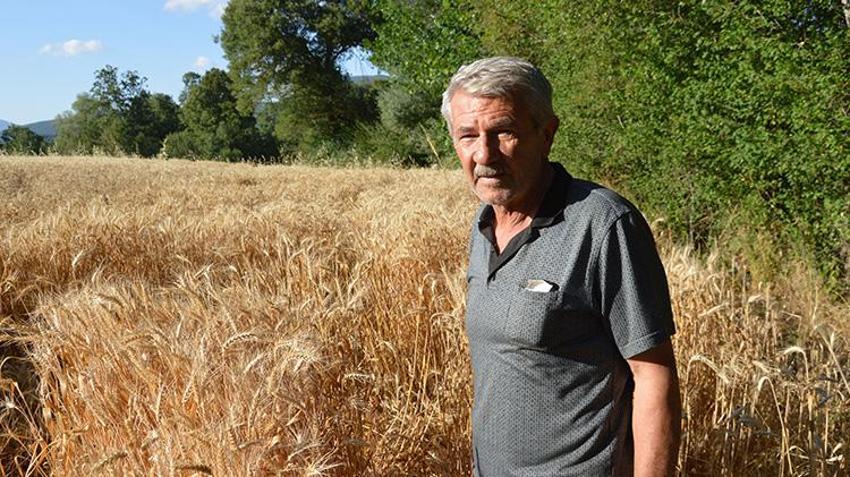 Samsun Havza'da buğday hasadında rekor beklenti: 90 bin ton üretim hedefi!