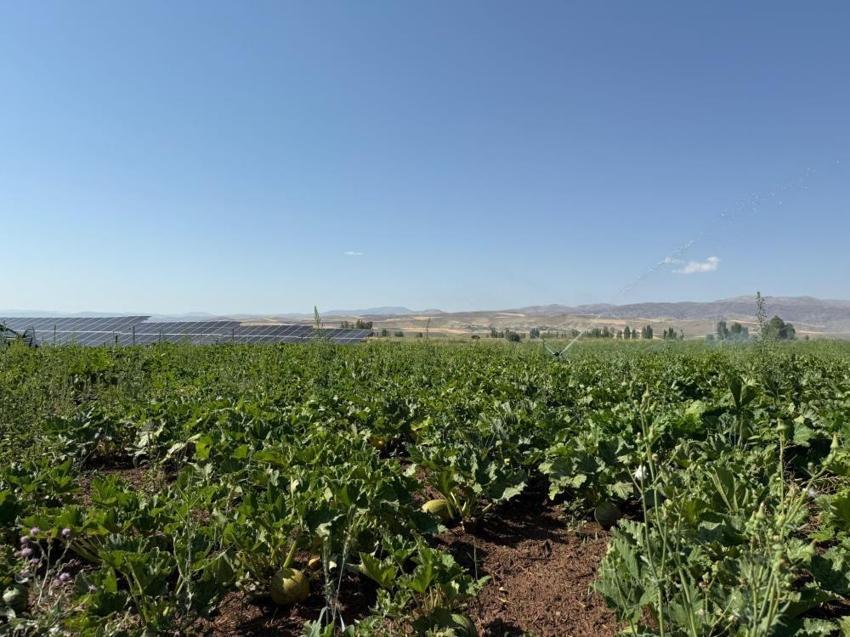 100 dekarda Erzincanlılar zengin oluyor: Tüm köylü üretince kontroller başladı