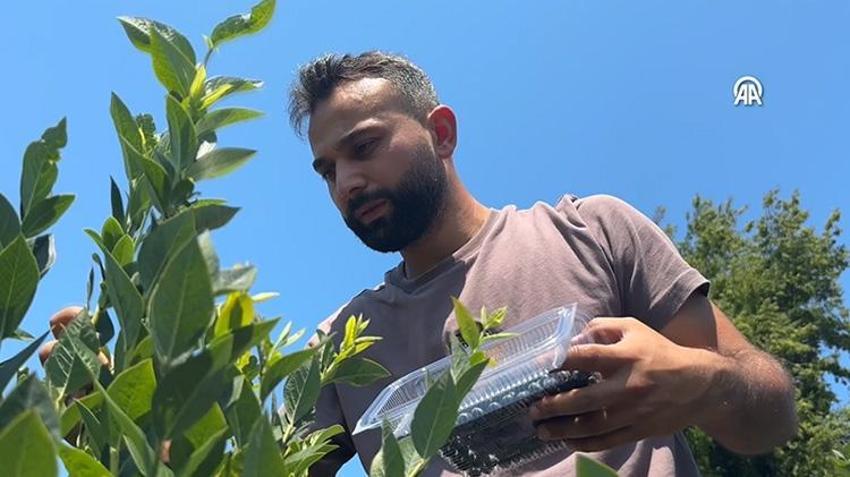 Litvanya'dan toprak, İstanbul'dan da fidanları getirterek Zonguldak'ta üretime başladı! KKTC'de yediği meyveyi çok beğendi