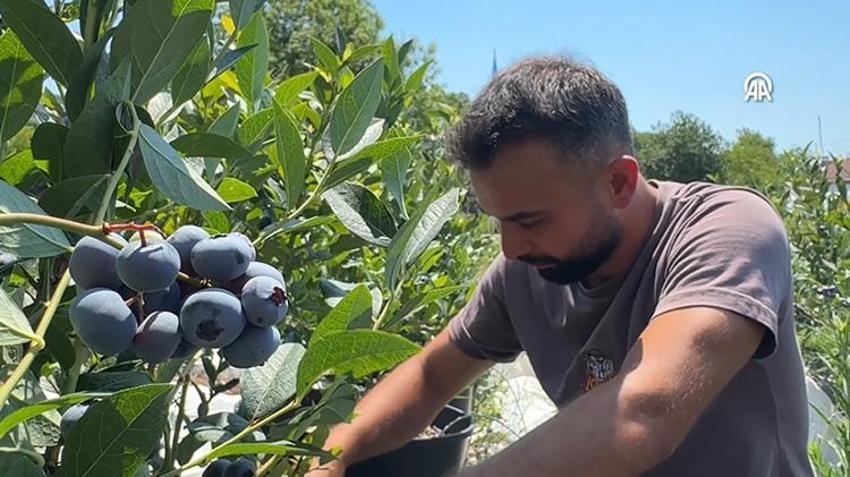 Litvanya'dan toprak, İstanbul'dan da fidanları getirterek Zonguldak'ta üretime başladı! KKTC'de yediği meyveyi çok beğendi