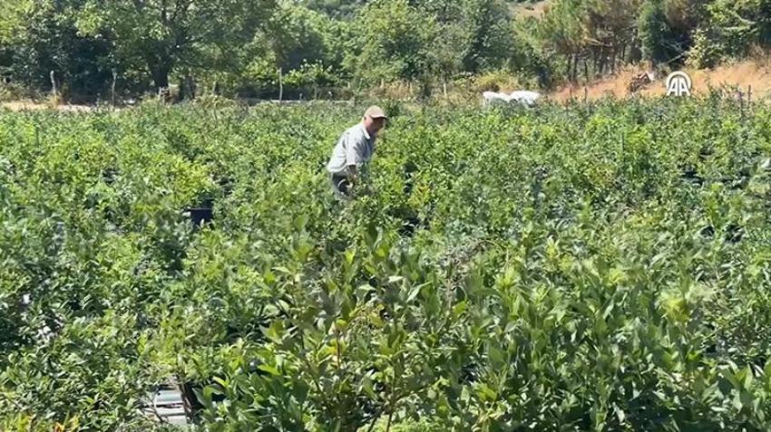 Litvanya'dan toprak, İstanbul'dan da fidanları getirterek Zonguldak'ta üretime başladı! KKTC'de yediği meyveyi çok beğendi