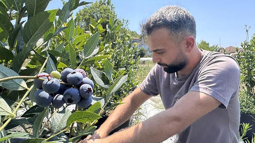 Litvanya'dan toprak, İstanbul'dan da fidanları getirterek Zonguldak'ta üretime başladı! KKTC'de yediği meyveyi çok beğendi