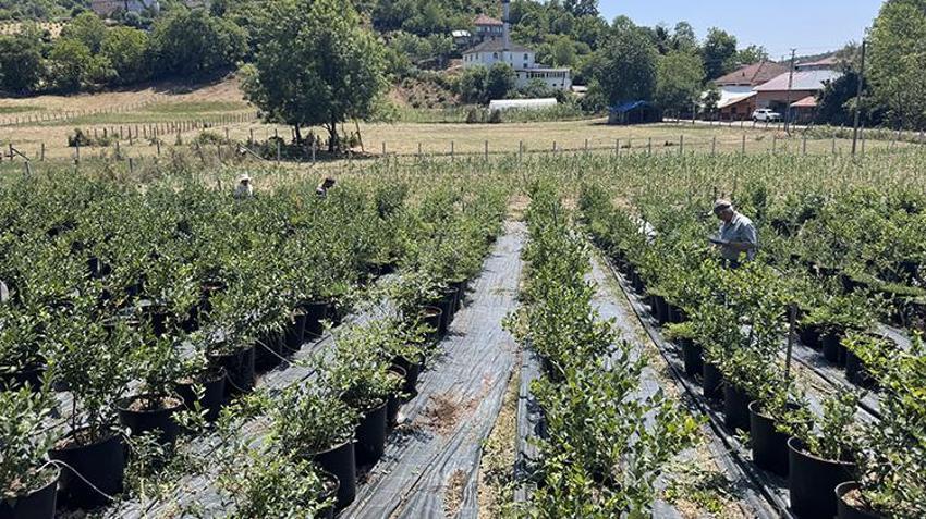 Litvanya'dan toprak, İstanbul'dan da fidanları getirterek Zonguldak'ta üretime başladı! KKTC'de yediği meyveyi çok beğendi