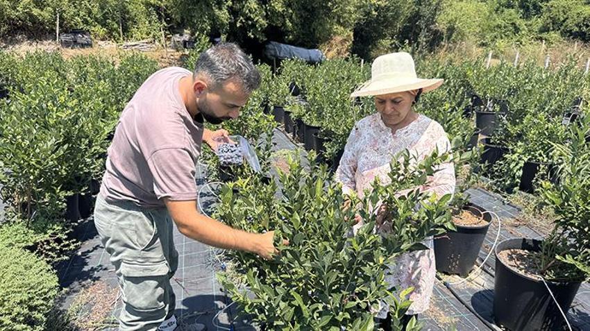 Litvanya'dan toprak, İstanbul'dan da fidanları getirterek Zonguldak'ta üretime başladı! KKTC'de yediği meyveyi çok beğendi