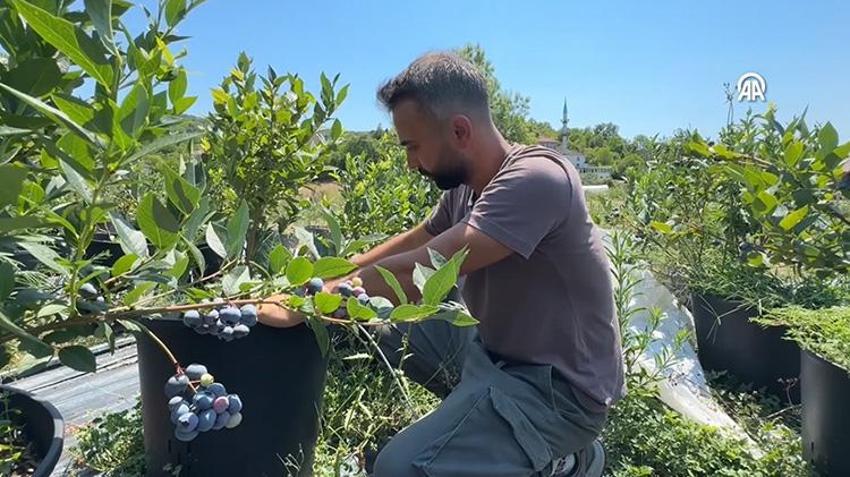 Litvanya'dan toprak, İstanbul'dan da fidanları getirterek Zonguldak'ta üretime başladı! KKTC'de yediği meyveyi çok beğendi