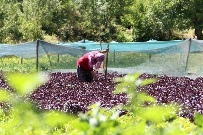 Japonlar tanıyınca Malatya'ya akın etti! Yılda 4 kez hasat var: Kilosu 30 liraya garanti satılıyor!
