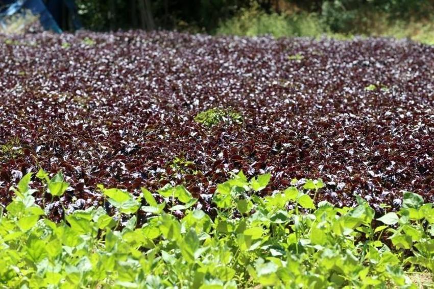 Japonlar tanıyınca Malatya'ya akın etti! Yılda 4 kez hasat var: Kilosu 30 liraya garanti satılıyor!