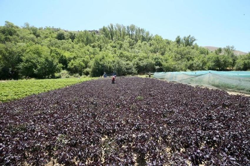 Japonlar tanıyınca Malatya'ya akın etti! Yılda 4 kez hasat var: Kilosu 30 liraya garanti satılıyor!