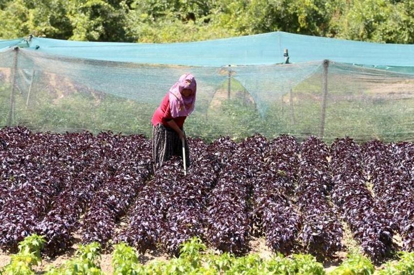 Japonlar tanıyınca Malatya'ya akın etti! Yılda 4 kez hasat var: Kilosu 30 liraya garanti satılıyor!